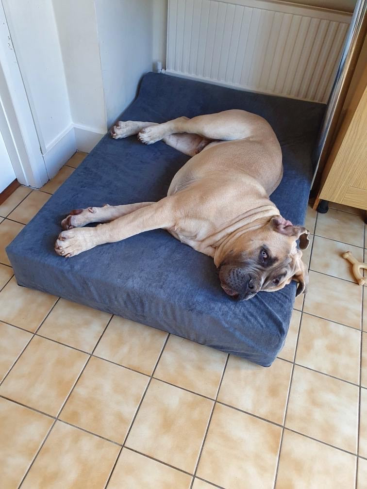 Best dog bed for mastiff best sale